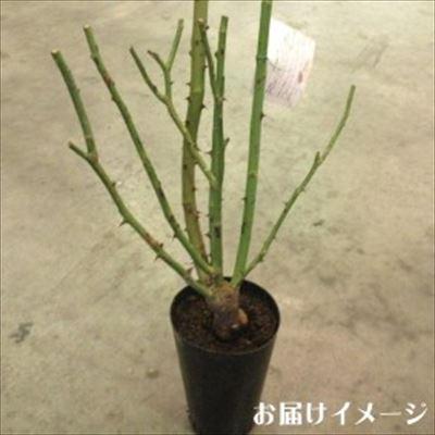 日本花キ流通 予約販売 バラ苗 バラ大苗 大輪 アスリットGVハルデン