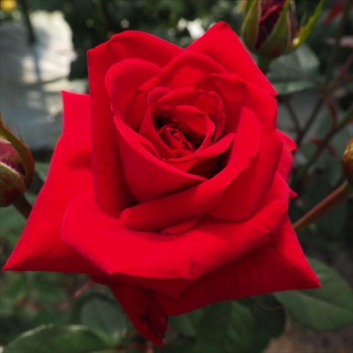 日本花キ流通 予約販売 バラ苗 バラ大苗 大輪 ロブロイ 四季咲き 薔薇