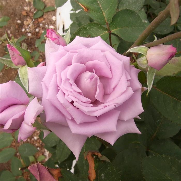 日本花キ流通 予約販売 バラ苗 バラ大苗 大輪 マダムヴィオレ 四季咲き