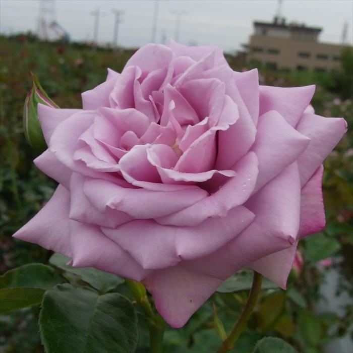 Beaniebaby 超希少 バラ中苗 切花 大輪 バラ苗 苗木 四季咲大輪 ブルームーン 1株 / バラの苗 薔薇苗 薔薇の苗