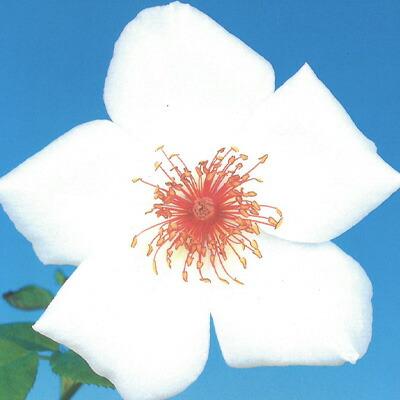 予約販売 バラ大苗 ホワイトウイングス 四季咲き 大輪 薔薇 バラ バラ苗 Troe Z フラワーネット日本花キ流通 通販 Yahoo ショッピング