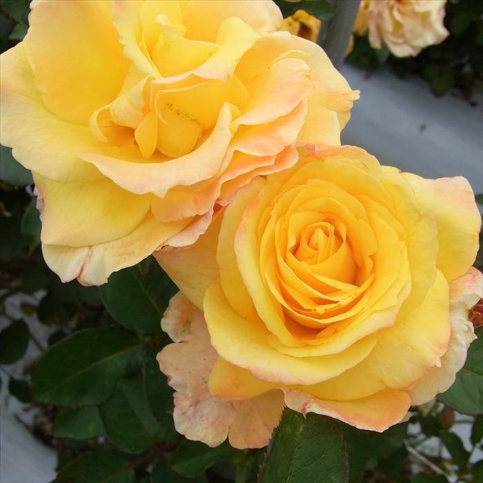 日本花キ流通 予約販売 バラ苗 バラ大苗 大輪 カブキ 四季咲き 薔薇
