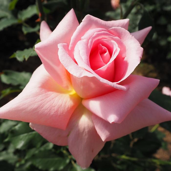 日本花キ流通 予約販売 バラ苗 バラ大苗 つるバラ ティファニー