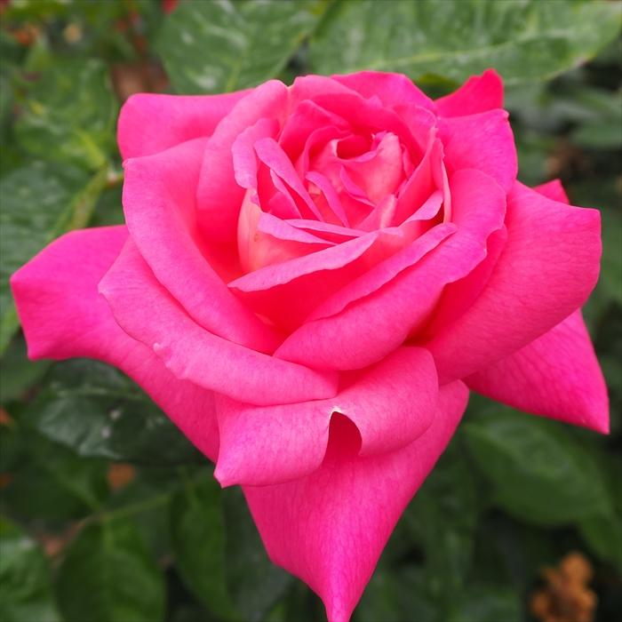 予約販売 バラ苗 バラ大苗 エデンローズ つるバラ 薔薇 バラ Troe 12月上旬以降発送 Z フラワーネット日本花キ流通 通販 Yahoo ショッピング