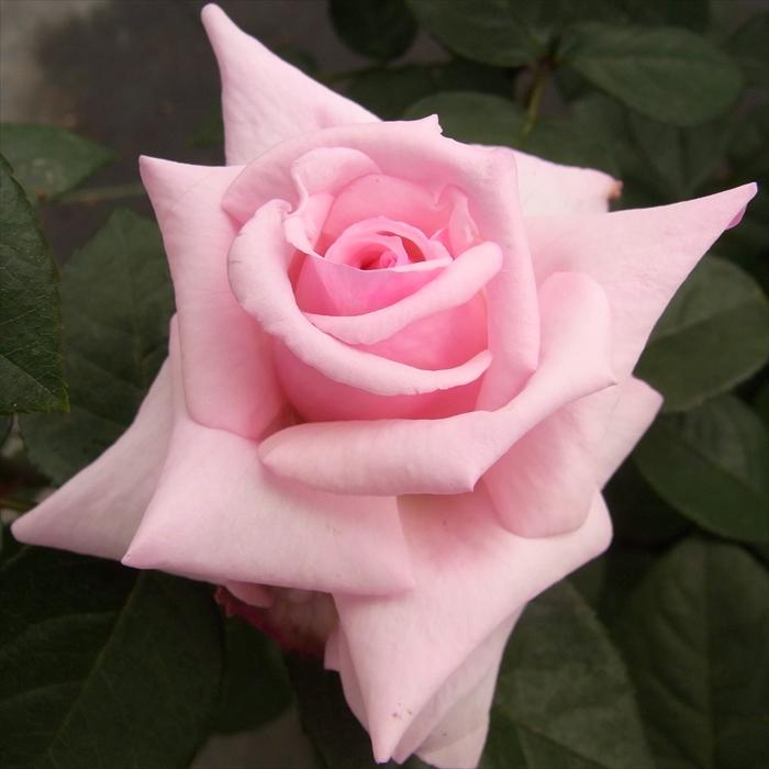予約販売 バラ大苗 コンパッション つるバラ 薔薇 バラ バラ苗 Troe Z フラワーネット日本花キ流通 通販 Yahoo ショッピング