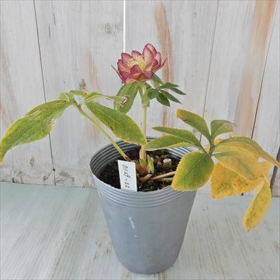 クリスマスローズ ダブル オーレア系 アップルマンゴー ルミナス ネオンダブル 0129 22 現品販売 松浦園芸 12cmポット 開花株 Z フラワーネット日本花キ流通 通販 Yahoo ショッピング