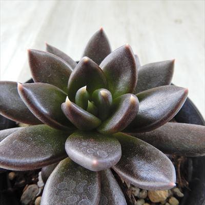 フィオナ錦　ビッグサイズ　多肉植物　エケベリア フィオナ錦 ビッグサイズ 多肉植物 エケベリア