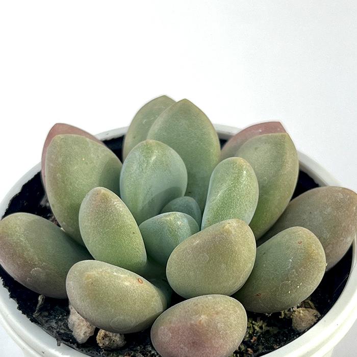 多肉植物 Swkグラプトベリア アバンギャルド 多肉植物 グラプトベリア 6cmポット Z フラワーネット日本花キ流通 通販 Yahoo ショッピング