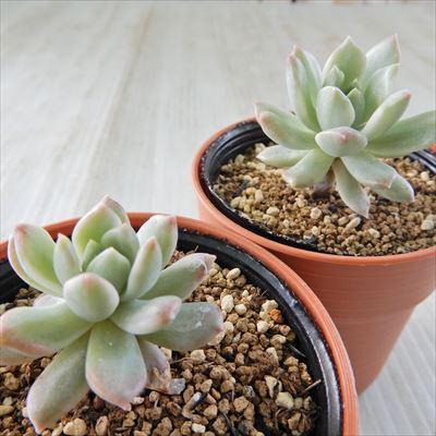日本花キ流通 多肉植物 hmセデベリア マッコスホワイト錦 多肉植物
