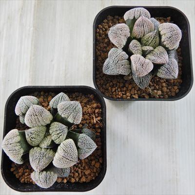 多肉植物 Niハオルチア 特白窓の特ダルマピグマエア パウダーシュガー 多肉植物 カクタスニシさん苗 ハオルチア 9cmポット Z フラワーネット日本花キ流通 通販 Yahoo ショッピング