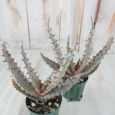 アロエ　エクセルサ大株　多肉　アガベ　グラキリス　塊根 日本花キ流通 多肉植物 sdアロエ エクセルサ excelsa 針仙人 多肉植物