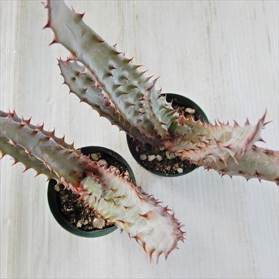 日本花キ流通 多肉植物 sdアロエ エクセルサ excelsa 針仙人 多肉植物