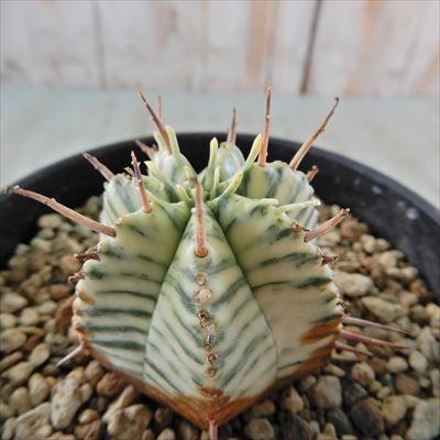 全商品オープニング価格特別価格 多肉植物 Caユーフォルビア 斑入り メロフォルミス 極上斑 03 02 多肉植物 3 5号鉢 現品販売 限定 価格セール Zoetalentsolutions Com