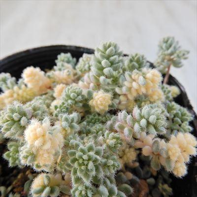 多肉植物　激レアセダム　クリーム玉蛋白　5カット(カットに付き根っこ有りません 日本花キ流通 多肉植物 seセダム ダシフィルム クリーム玉蛋白