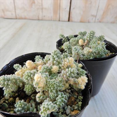 多肉植物　激レアセダム　クリーム玉蛋白　5カット(カットに付き根っこ有りません 日本花キ流通 多肉植物 seセダム ダシフィルム クリーム玉蛋白