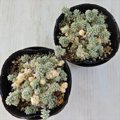 日本花キ流通 多肉植物 seセダム ダシフィルム クリーム玉蛋白 セダム