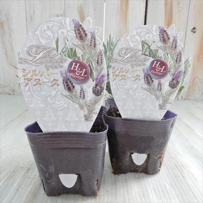 日本花キ流通 予約販売 ラベンダー 苗 シルバーアヌーク 10.5cmポット