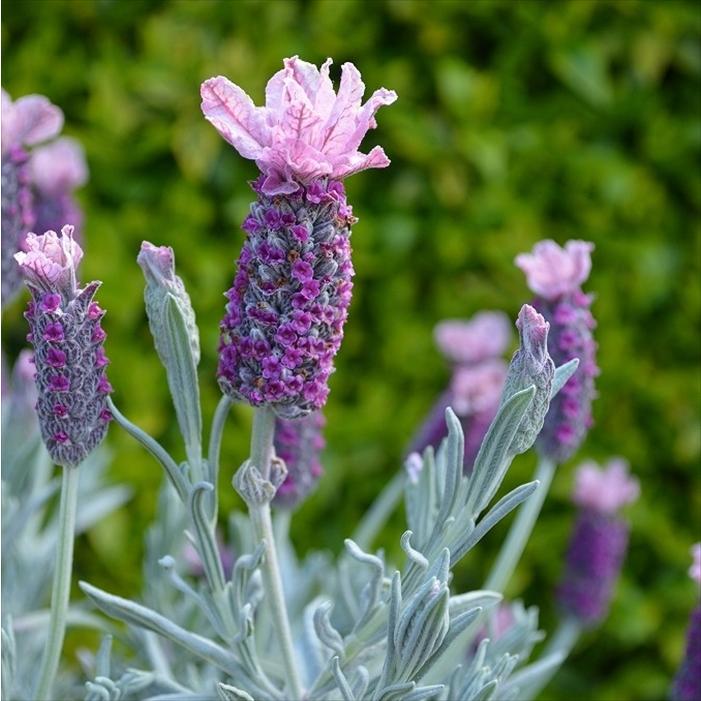 開花中♥フレンチラベンダー カフェモカ♥人気品種♥花苗ポットごと