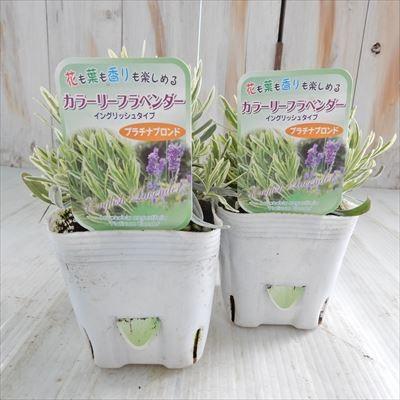 ラベンダー プラチナブロンド ハーブ 苗 イングリッシュラベンダー 斑入り 宿根草 大株 10 5cmポット Hlp Herb Z フラワーネット日本花キ流通 通販 Yahoo ショッピング