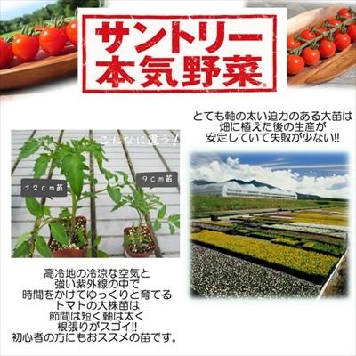 トマト苗 シュガーミニ 12cmポット 本気野菜 ミニトマト 苗 野菜苗 野菜 予約販売 5月中旬以降発送予定 Z フラワーネット日本花キ流通 通販 Yahoo ショッピング