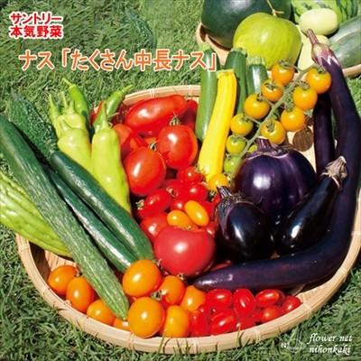 予約販売 ナス 苗 たくさん中長ナス 12cmポット 大苗 本気野菜 野菜苗