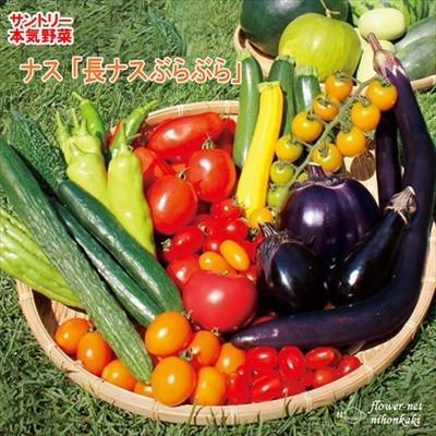 ナス苗 長ナスぶらぶら 12cmポット 本気野菜 ナス 苗 野菜苗 野菜 予約販売 5月中旬以降発送予定 Z フラワーネット日本花キ流通 通販 Yahoo ショッピング