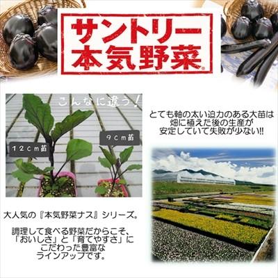 予約販売 ナス 苗 長ナスぶらぶら 12cmポット 大苗 本気野菜 野菜苗