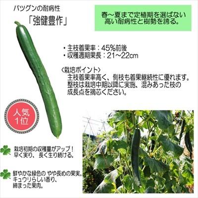 キュウリ苗 強健豊作 12cmポット 本気野菜 キュウリ 苗 野菜苗 野菜 予約販売 5月中旬以降発送予定 Z フラワーネット日本花キ流通 通販 Yahoo ショッピング