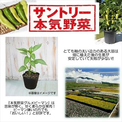 ピーマン苗 若穫りグリーンホルン 12cmポット 本気野菜 ピーマン 苗 野菜苗 野菜 予約販売 5月中旬以降発送予定 Z フラワーネット日本花キ流通 通販 Yahoo ショッピング