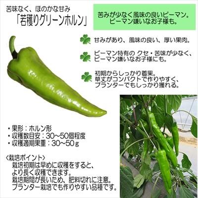 ピーマン苗 若穫りグリーンホルン 12cmポット 本気野菜 ピーマン 苗 野菜苗 野菜 予約販売 5月中旬以降発送予定 Z フラワーネット日本花キ流通 通販 Yahoo ショッピング