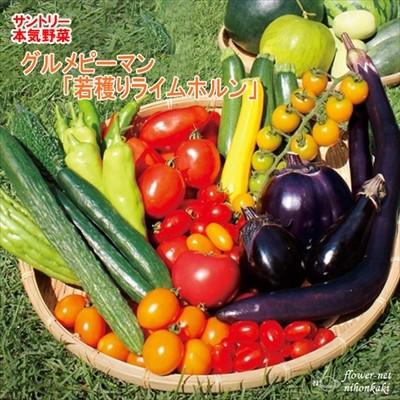 ピーマン苗 若穫りライムホルン 12cmポット 本気野菜 ピーマン 苗 野菜苗 野菜 予約販売 5月中旬以降発送予定 Z フラワーネット日本花キ流通 通販 Yahoo ショッピング