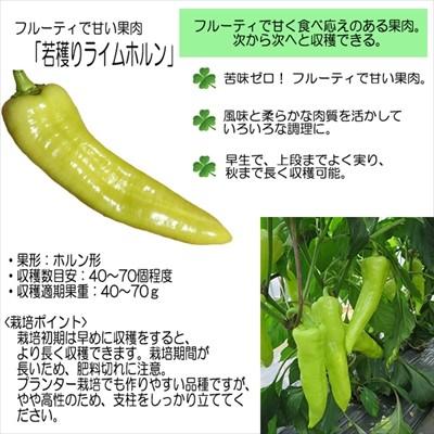ピーマン苗 若穫りライムホルン 12cmポット 本気野菜 ピーマン 苗 野菜苗 野菜 予約販売 5月中旬以降発送予定 Z フラワーネット日本花キ流通 通販 Yahoo ショッピング