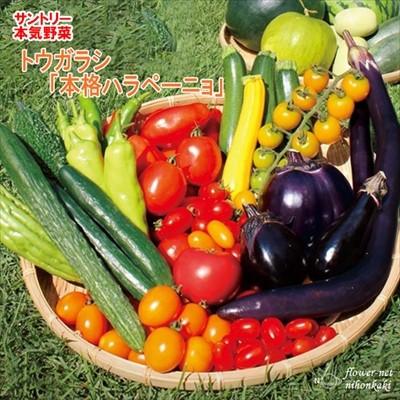 トウガラシ苗 本格ハラペーニョ 12cmポット 本気野菜 トウガラシ ハラペーニョ 苗 野菜苗 野菜 予約販売 5月中旬以降発送予定 Z フラワーネット日本花キ流通 通販 Yahoo ショッピング