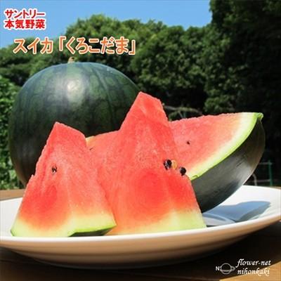 予約販売 スイカ 苗 くろこだま 12cmポット 大苗 本気野菜 野菜苗 家庭