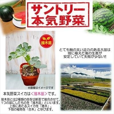 予約販売 スイカ 苗 くろこだま 12cmポット 大苗 本気野菜 野菜苗 家庭