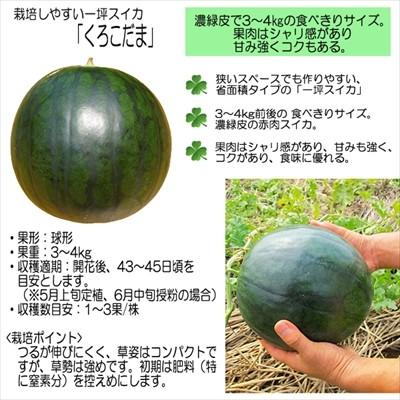 予約販売 スイカ 苗 くろこだま 12cmポット 大苗 本気野菜 野菜苗 家庭
