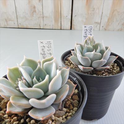 多肉植物 yukエケベリア リラシナ×turugida 優木園さんの苗 送料
