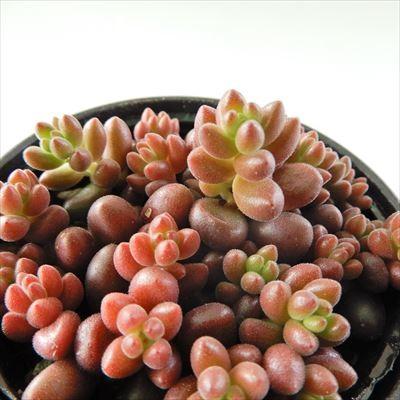 日本花キ流通 多肉植物 hmセダム ばらまき 玉葉 セダム 6cm 日本花キ流通 多肉植物 hmセダム ばらまき 玉葉 セダム 6cm