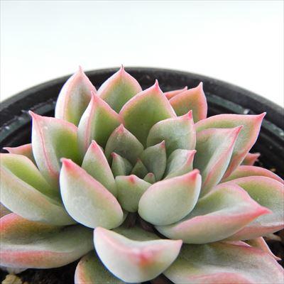 多肉植物 Hmエケベリア 女雛 エケベリア 6cmポット 安い 激安 プチプラ 高品質