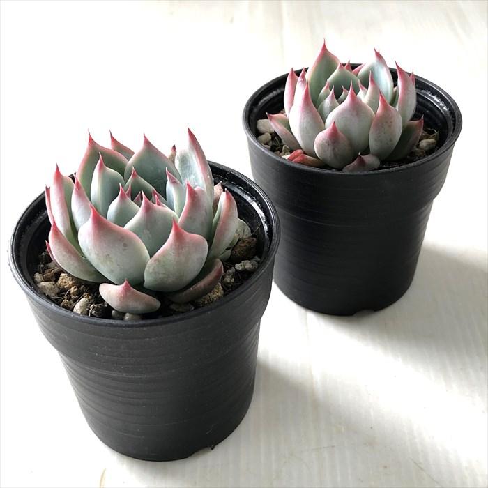 日本花キ流通 多肉植物 hmエケベリア 桃太郎 エケベリア 6cmポット