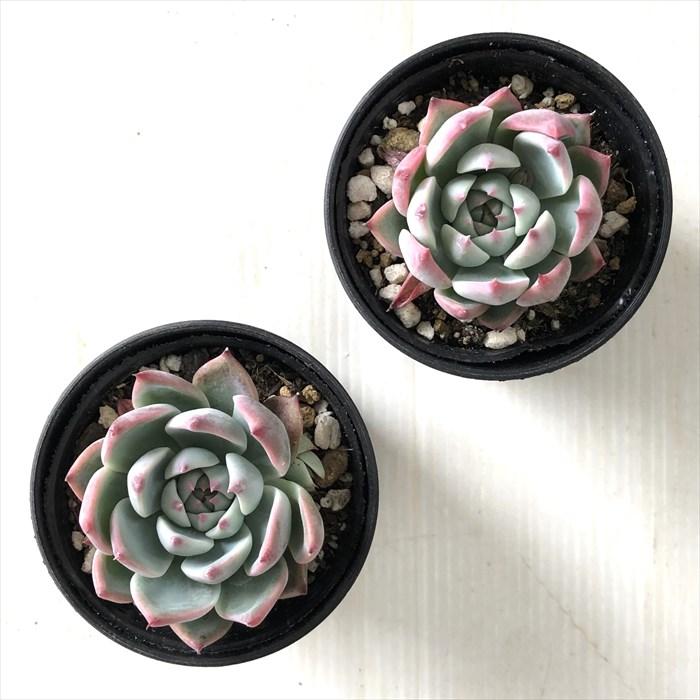 多肉植物　桃太郎　6cmポット 日本花キ流通 多肉植物 hmエケベリア 桃太郎 多肉植物 エケベリア 6cm