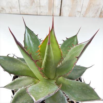 多肉植物 Caアガベ ホリダ 多肉植物 アガベ コーデックス 9cmポット Z フラワーネット日本花キ流通 通販 Yahoo ショッピング