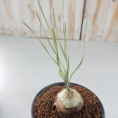 日本花キ流通 多肉植物 osドリミア sp.IB12565 Vleikloof おもしろ