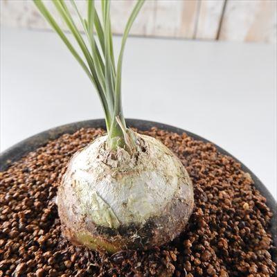 日本花キ流通 多肉植物 osドリミア sp.IB12565 Vleikloof おもしろ