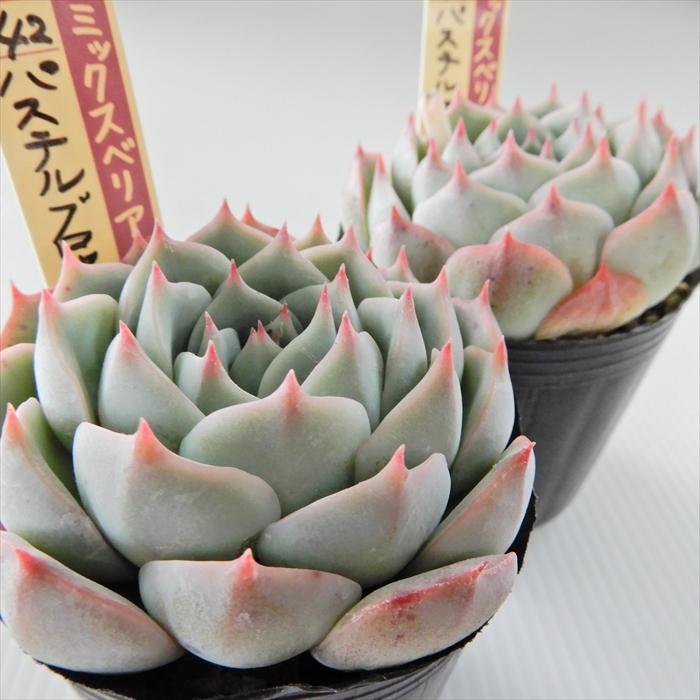 パステルブロッサム　札付き　おらいさんミックスベリア　多肉植物 多肉植物 oriミックスベリア No.042 パステルブロッサム お