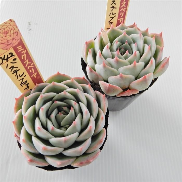 多肉植物 oriミックスベリア No.042 パステルブロッサム お 多肉植物 oriミックスベリア No.042 パステルブロッサム お