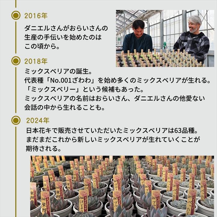 多肉植物 oriミックスベリア No.042 パステルブロッサム おらいさん苗