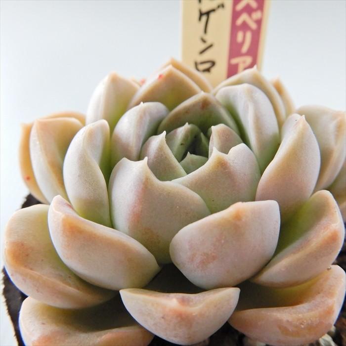多肉植物 oriミックスベリア No.040 モルゲンロート おらいさん 多肉植物 oriミックスベリア No.040 モルゲンロート おらいさん