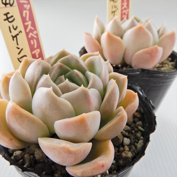 多肉植物 oriミックスベリア No.040 モルゲンロート おらいさん苗 送料 