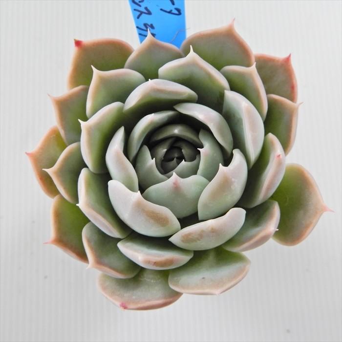 多肉植物 oriエケベリア コロラータ×シムランスラグナサンチェス 多肉植物 oriエケベリア コロラータ×シムランスラグナサンチェス